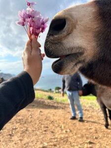 Private horse rides Hydra