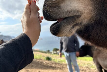Private horse rides Hydra